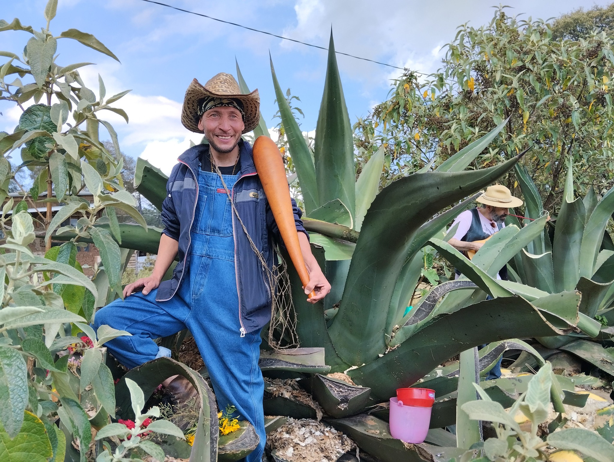 Tlachiquero maestro con acocote entre magueyes